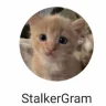 StalkerGram